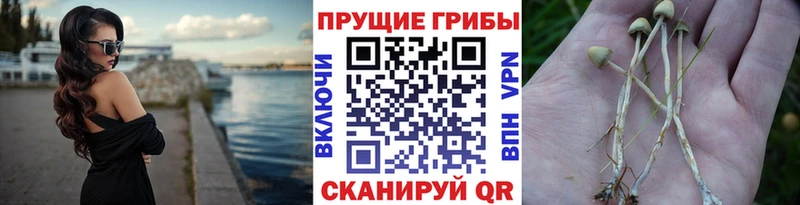Купить закладки  Первомайск  Псилоцибиновые грибы GOLDEN TEACHER 